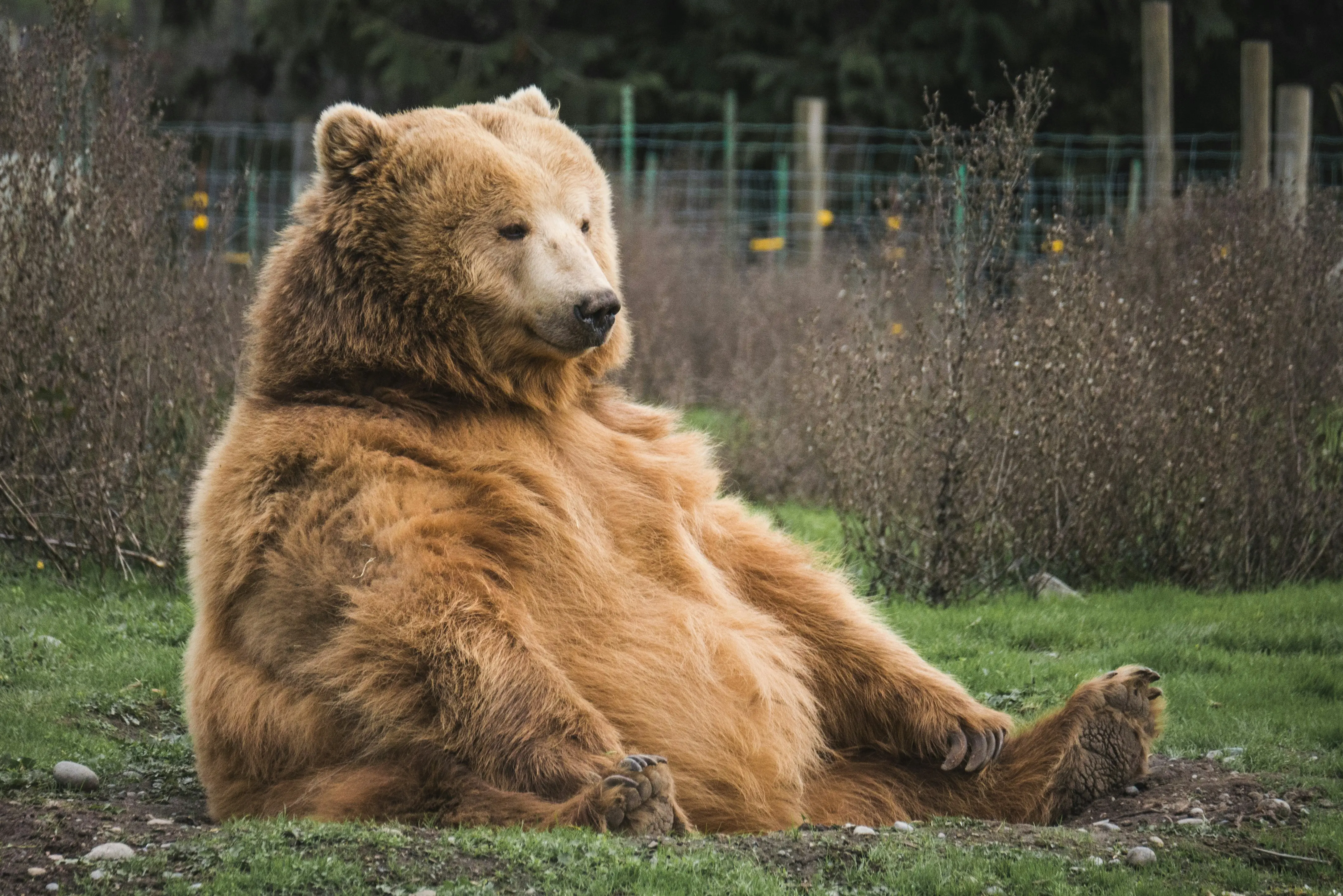 Siberian town under siege as bear attack deaths rise in 2026