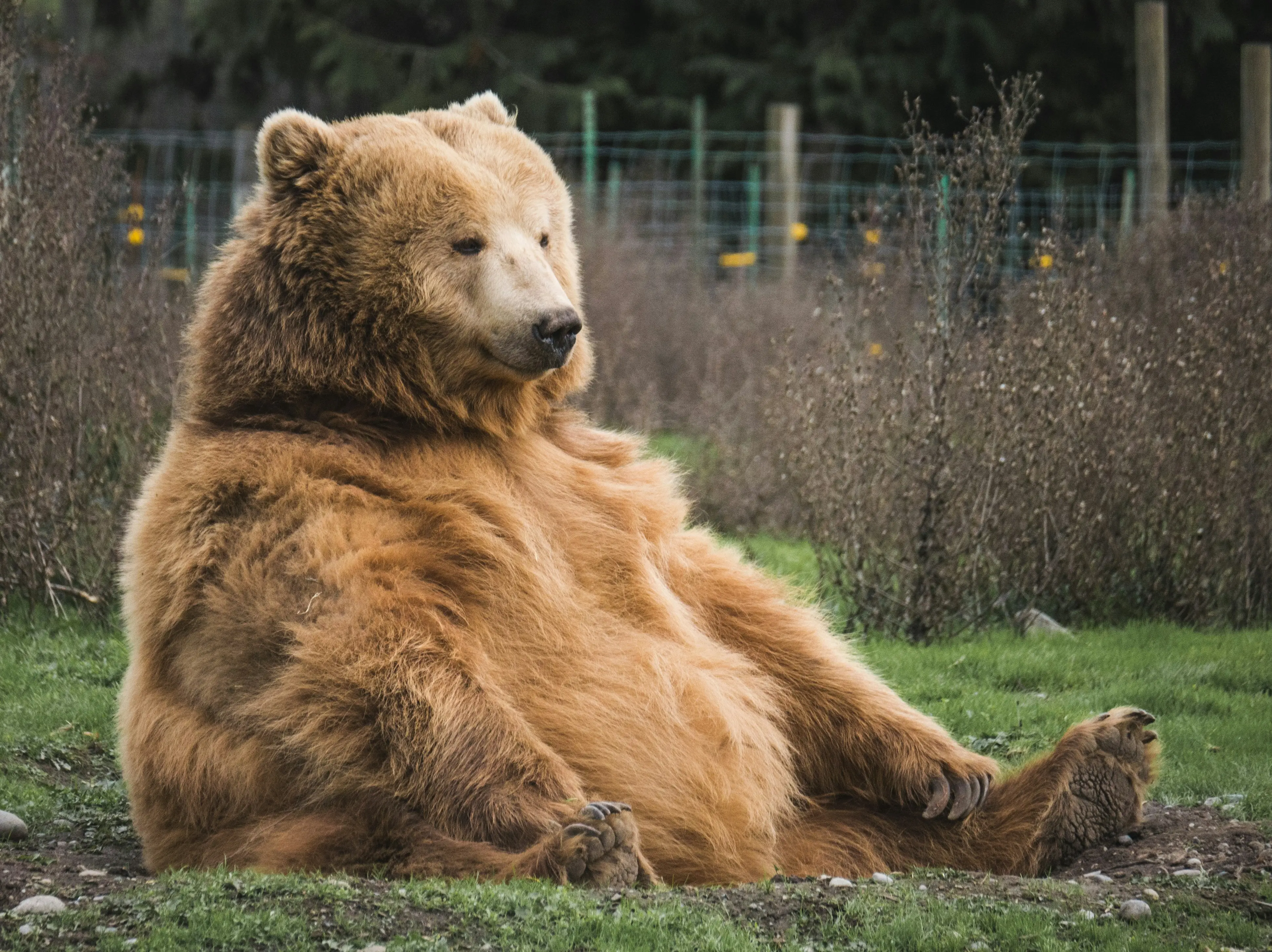 Siberian town under siege as bear attack deaths rise in 2026 Siberian town under siege as bear attack deaths rise in 2026
