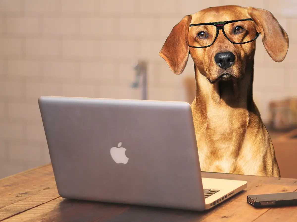 Thanks to a surprising brain trick, dogs really do ‘understand’ human speech, study finds