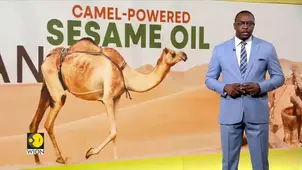 Sudan's traditional sesame oil mills revive as fuel shortages hit 