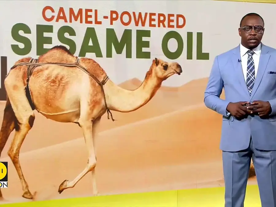 Sudan's traditional sesame oil mills revive as fuel shortages hit 