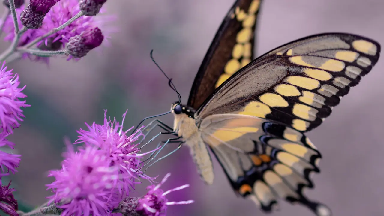 Butterflies are master illusionists, and this is what helps them survive