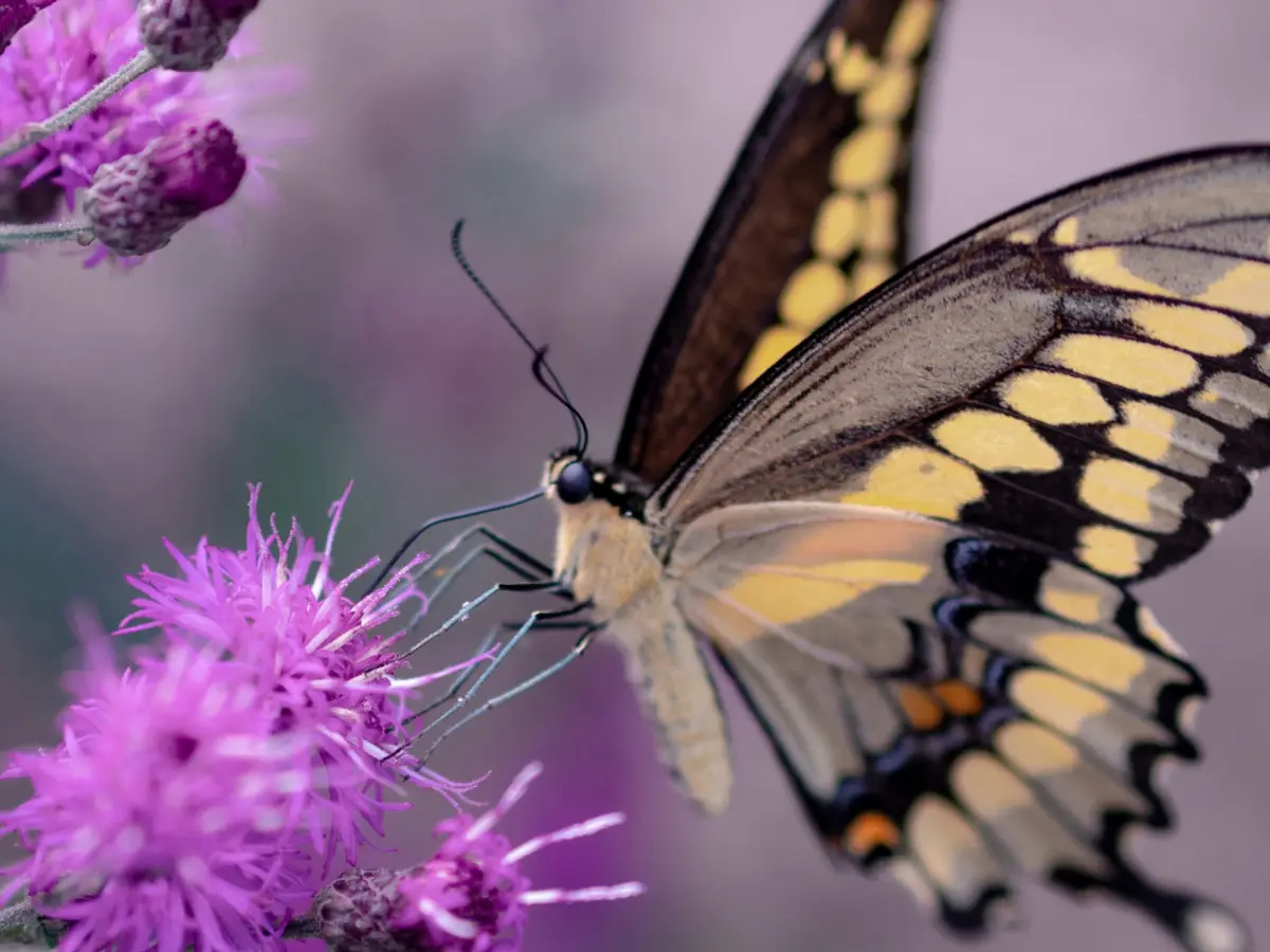Butterflies are master illusionists, and this is what helps them survive