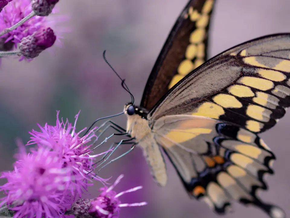 Butterflies are master illusionists, and this is what helps them survive Butterflies are master illusionists, and this is what helps them survive