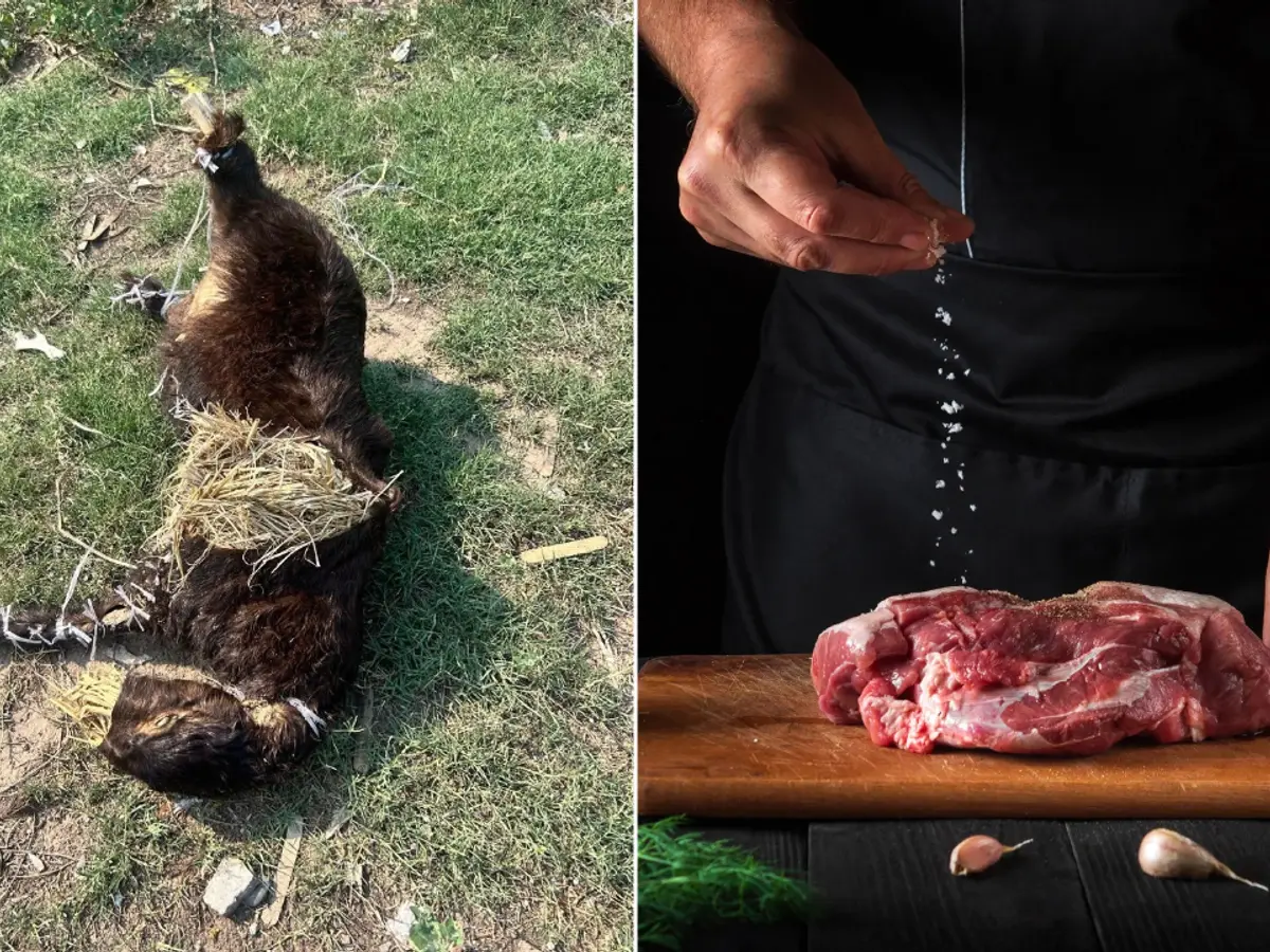 From farm to fork: The hidden lives of animals behind India’s food | World Farm Animals Day 2026