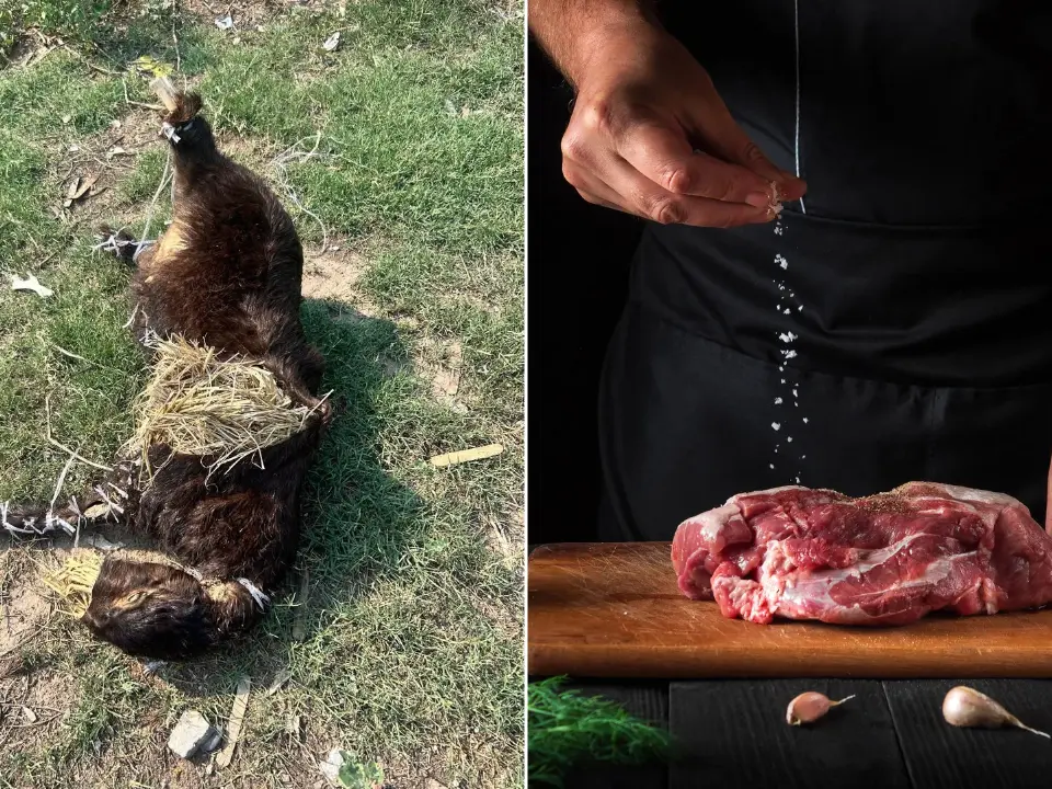 From farm to fork: The hidden lives of animals behind India’s food | World Farm Animals Day 2026 From farm to fork: The hidden lives of animals behind India’s food | World Farm Animals Day 2026