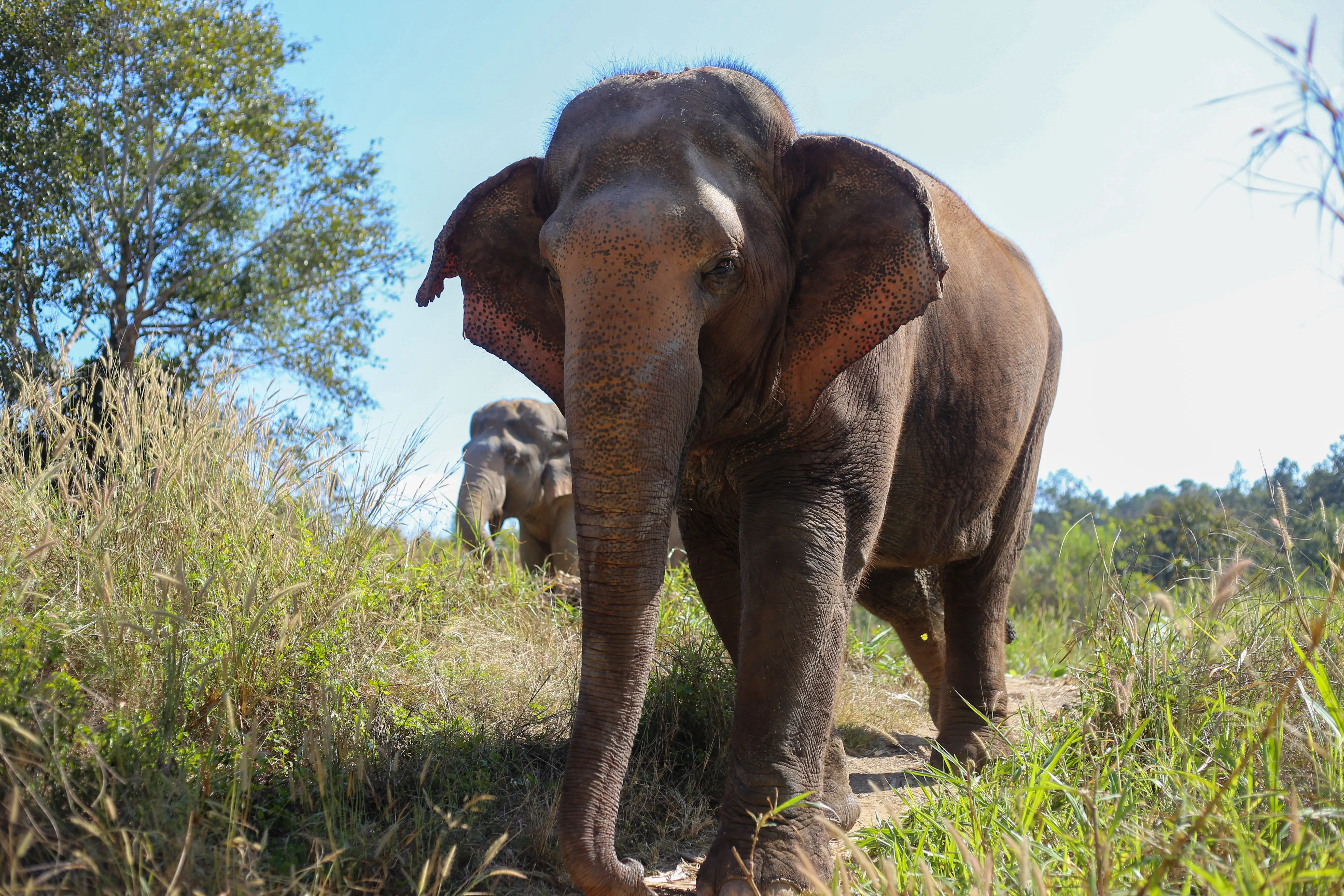 Botswana faces backlash after authorising killing of 23 elephants for independence celebrations