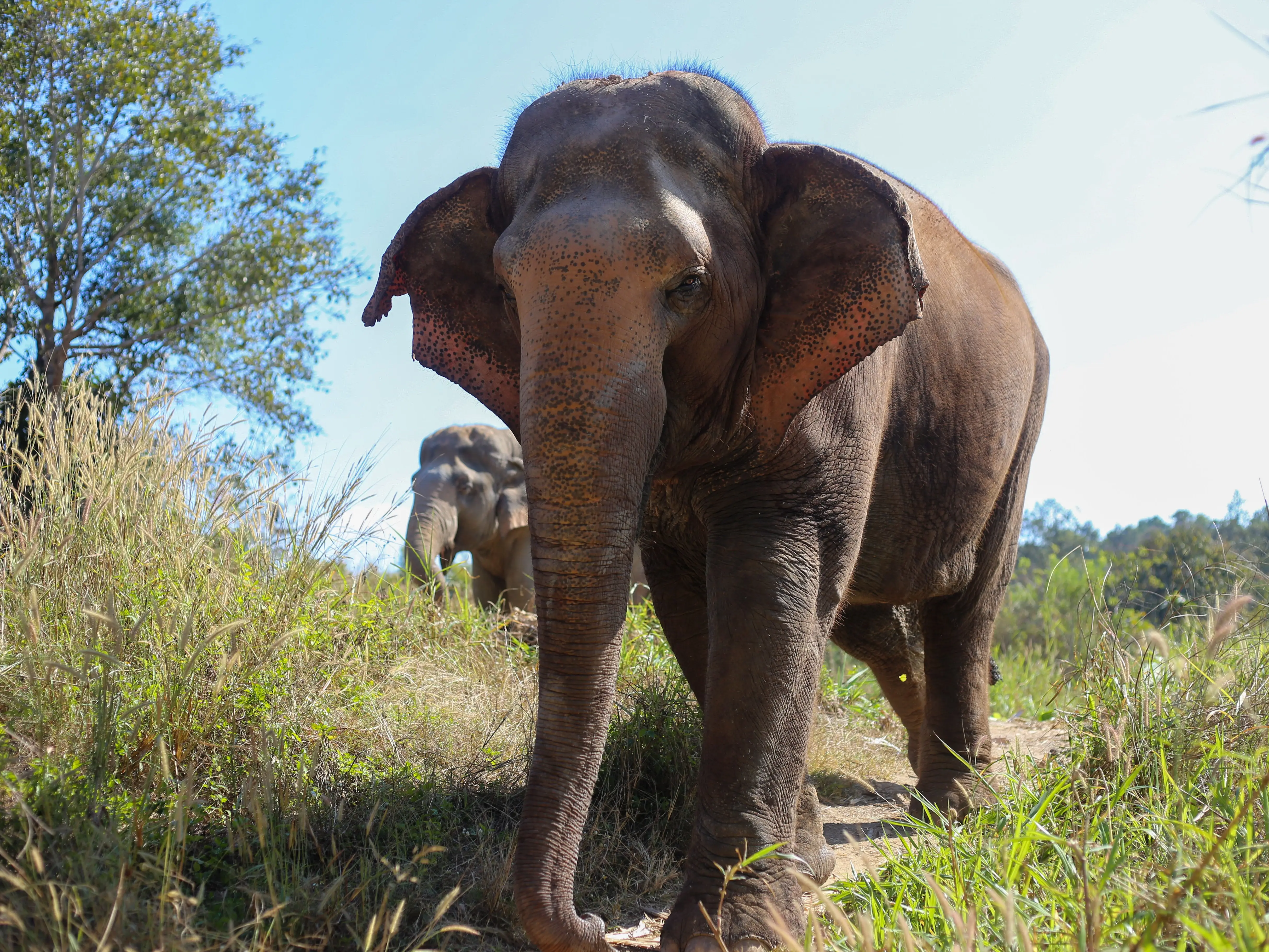 Botswana faces backlash after authorising killing of 23 elephants for independence celebrations Botswana faces backlash after authorising killing of 23 elephants for independence celebrations