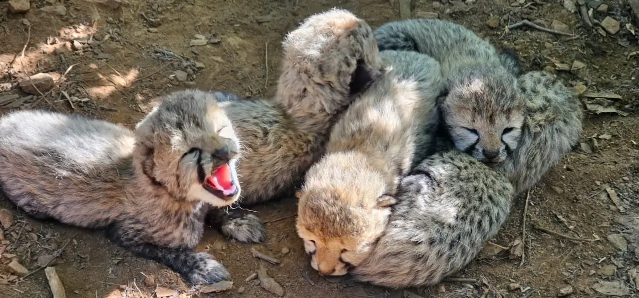 Indian-born cheetah gives birth to 5 cubs at MP's Kuno National Park, count reaches 60