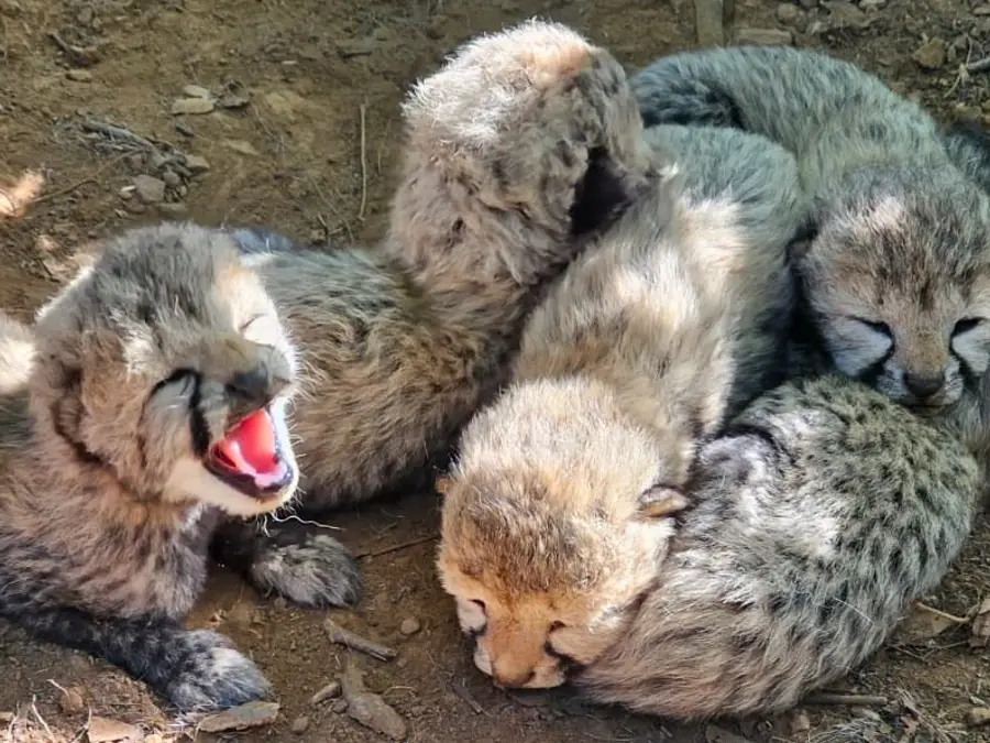 Indian-born cheetah gives birth to 5 cubs at MP's Kuno National Park, count reaches 60
