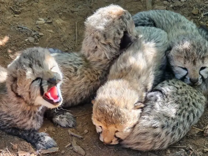 Indian-born cheetah gives birth to 5 cubs at MP's Kuno National Park, count reaches 60 Indian-born cheetah gives birth to 5 cubs at MP's Kuno National Park, count reaches 60