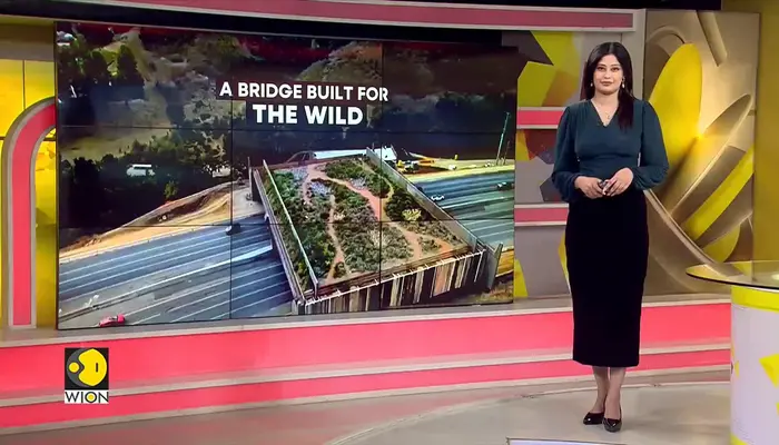 California builds a bridge for animals: A safer crossing for mountain lions