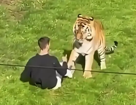 'Don't ever mess with nature!': Trump’s tiger attack post triggers social media backlash as victim's family issues heartbreaking tribute