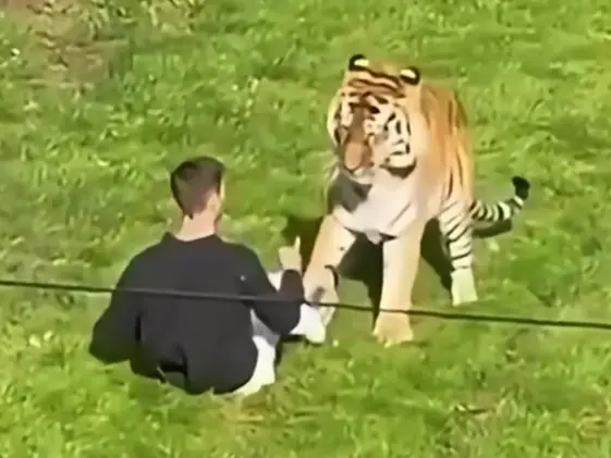 'Don't ever mess with nature!': Trump’s tiger attack post triggers social media backlash as victim's family issues heartbreaking tribute 'Don't ever mess with nature!': Trump’s tiger attack post triggers social media backlash as victim's family issues heartbreaking tribute