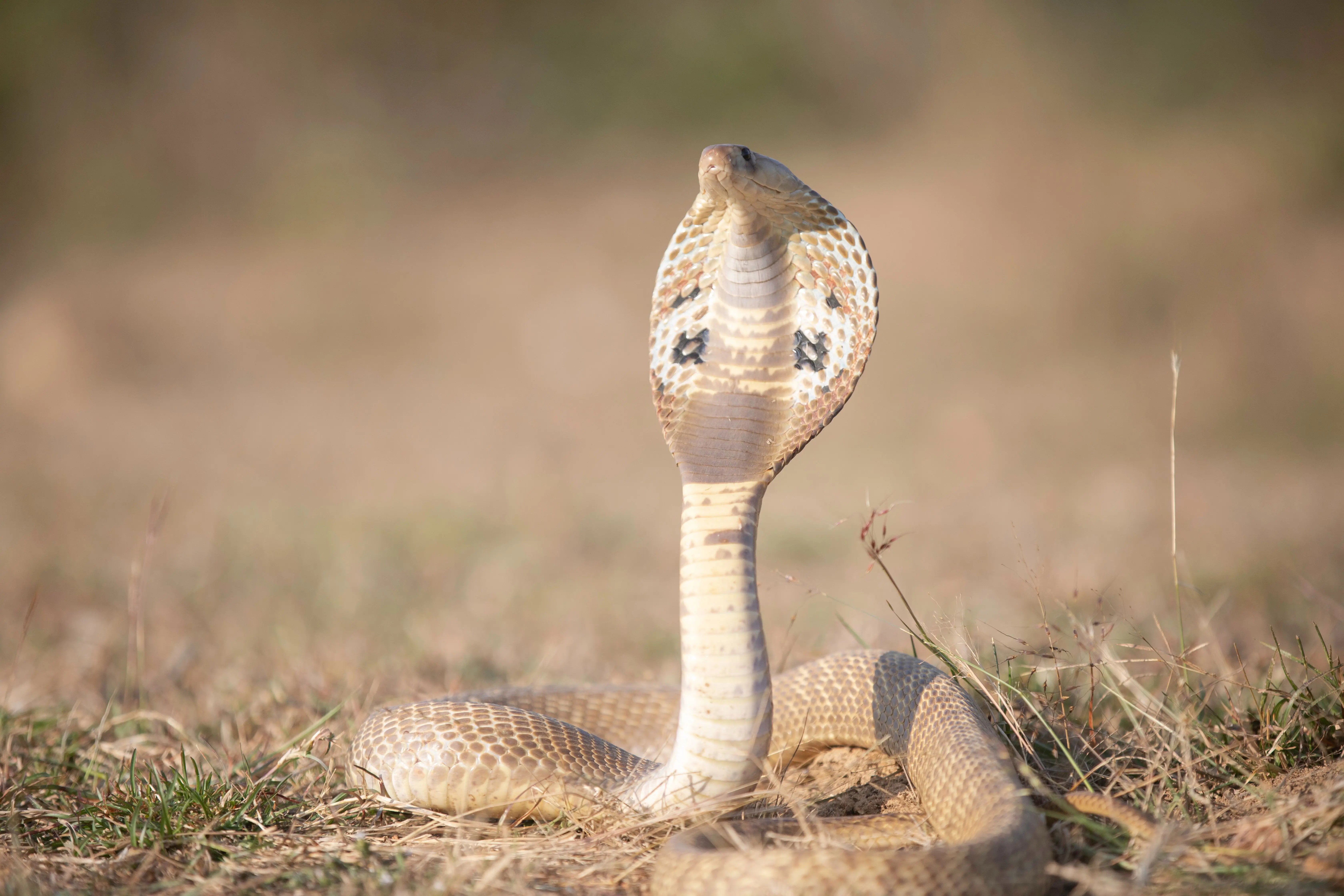 One species, two lineages: Why Sri Lanka’s spectacled cobra differs genetically from Indian variant