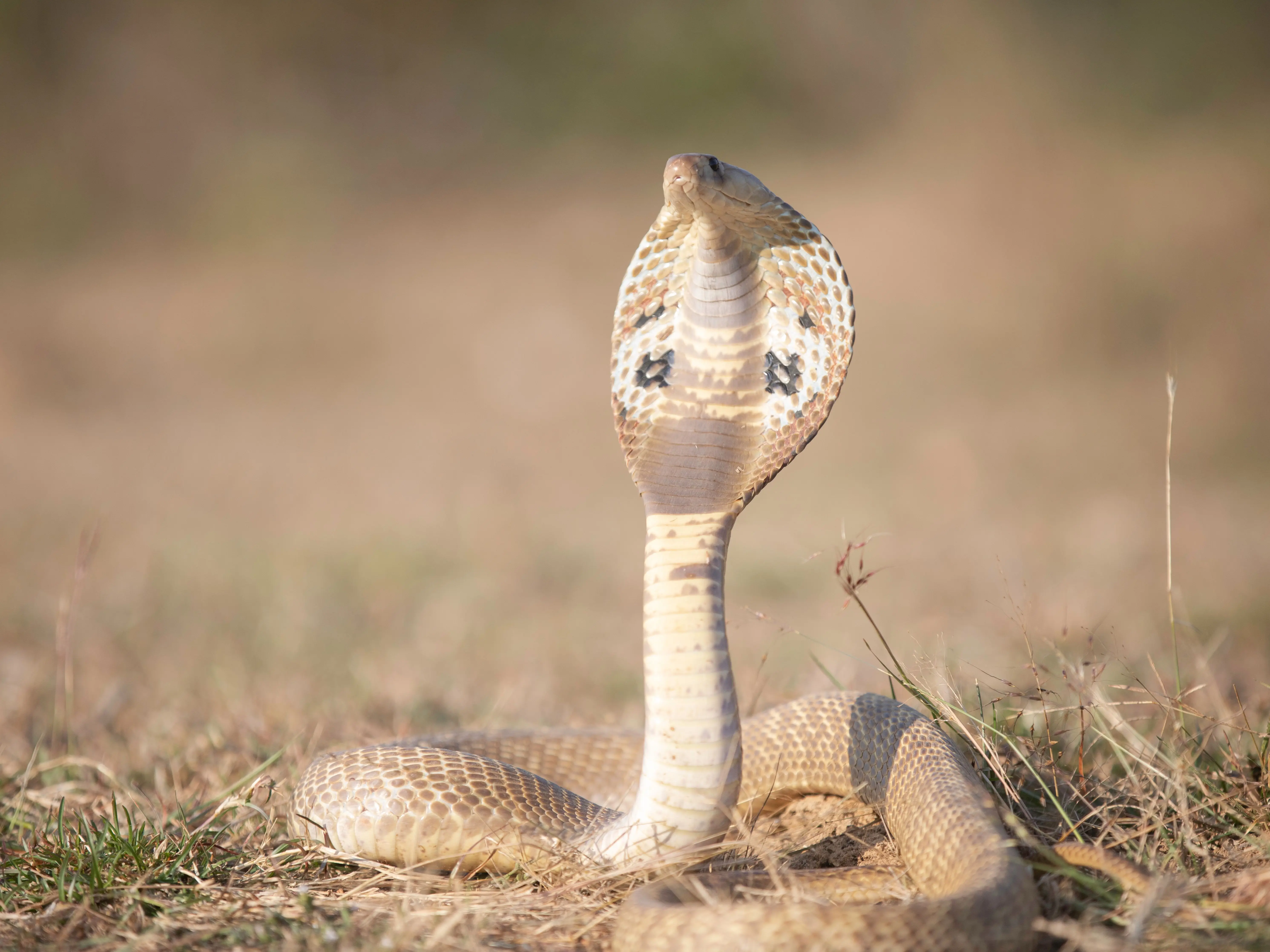 One species, two lineages: Why Sri Lanka’s spectacled cobra differs genetically from Indian variant One species, two lineages: Why Sri Lanka’s spectacled cobra differs genetically from Indian variant