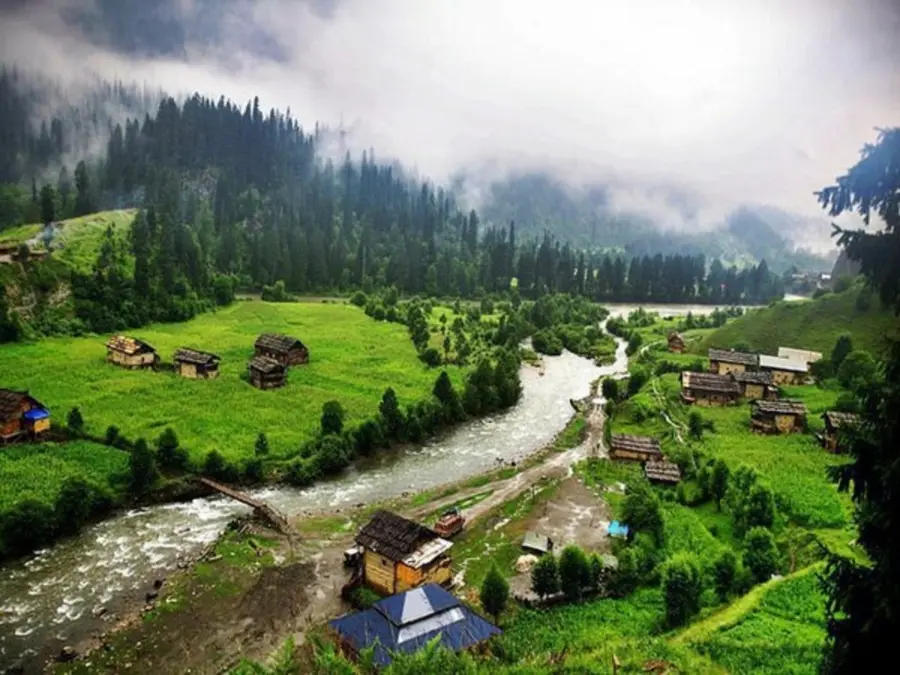 Chinars under the axe: Omar Abdullah government faces public anger over felling of centuries-old trees in Ganderbal