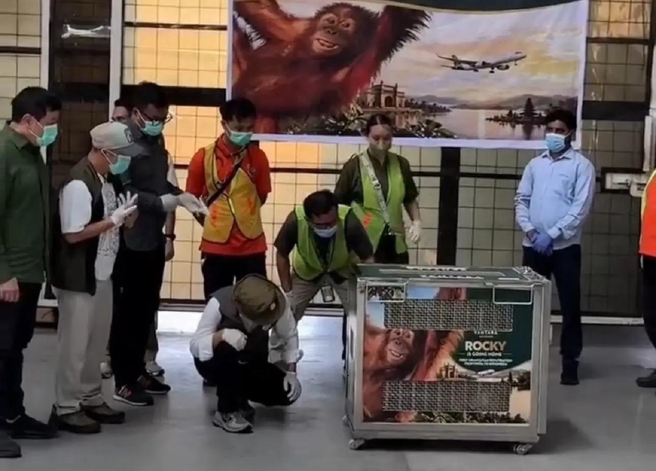 Baby orangutan rescued in India returns to Indonesia