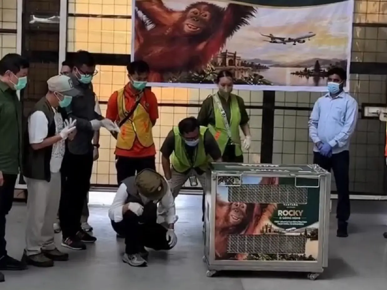 Baby orangutan rescued in India returns to Indonesia Baby orangutan rescued in India returns to Indonesia