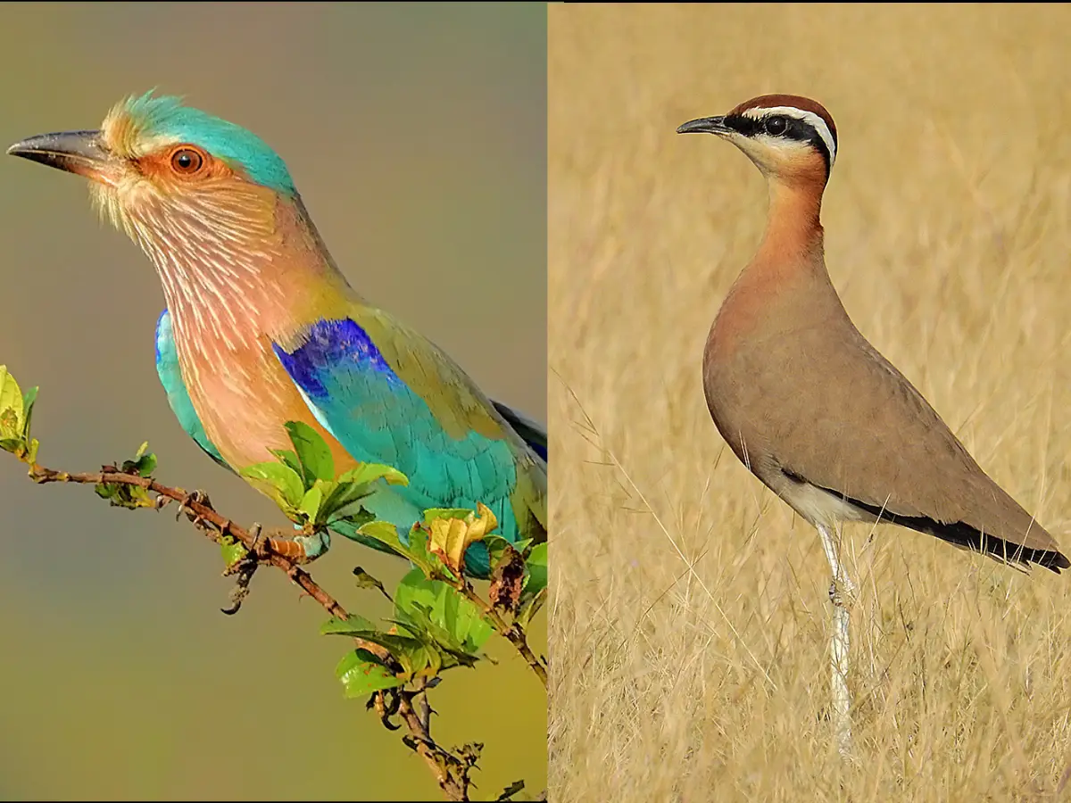 India begins National Red List Assessment of 1,211 bird species to boost conservation India begins National Red List Assessment of 1,211 bird species to boost conservation