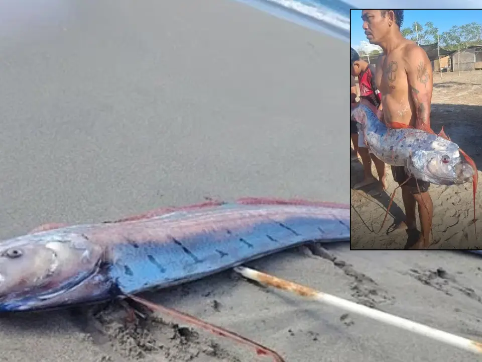 16-foot doomsday fish in Chile triggers fears that the next earthquake is coming 16-foot doomsday fish in Chile triggers fears that the next earthquake is coming