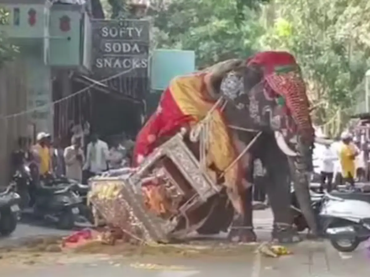 Elephant carrying 650-kg silver howdah runs amok, triggers panic at Karnataka Dasara | WATCH Elephant carrying 650-kg silver howdah runs amok, triggers panic at Karnataka Dasara | WATCH