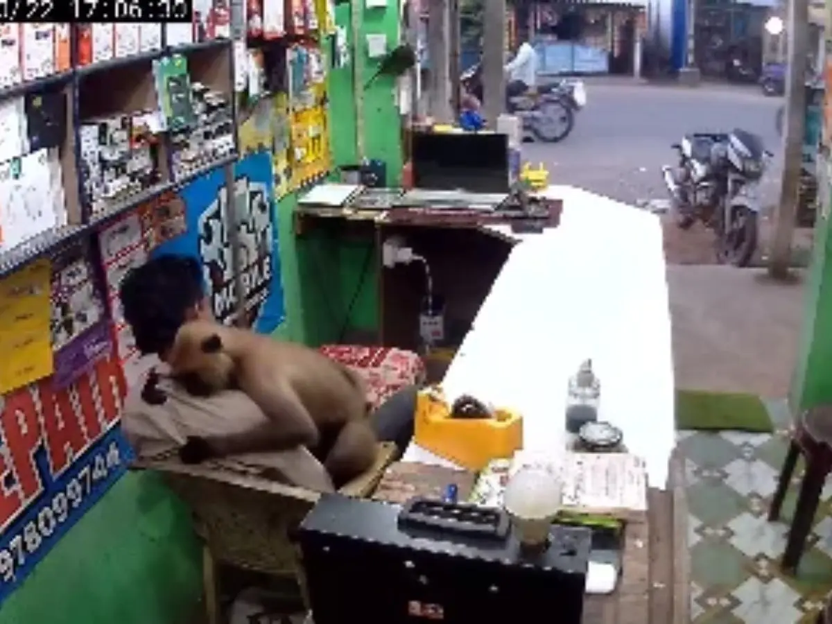 WATCH | Langur walks into Odisha repair shop, hugs shopkeeper; internet reacts to heartwarming video WATCH | Langur walks into Odisha repair shop, hugs shopkeeper; internet reacts to heartwarming video
