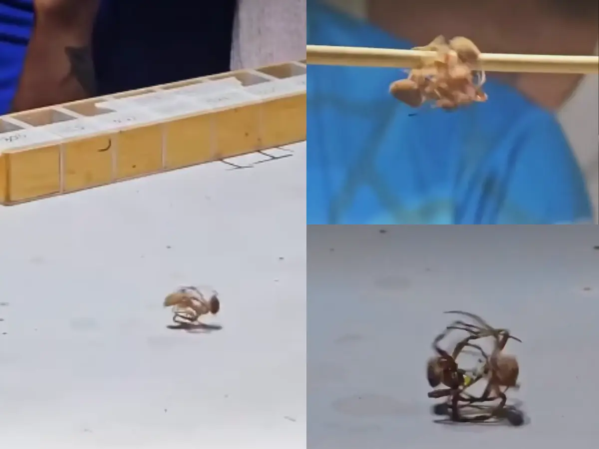 ‘Spider Fight Club’: Video from rare fighting ring in Philippines goes viral - WATCH