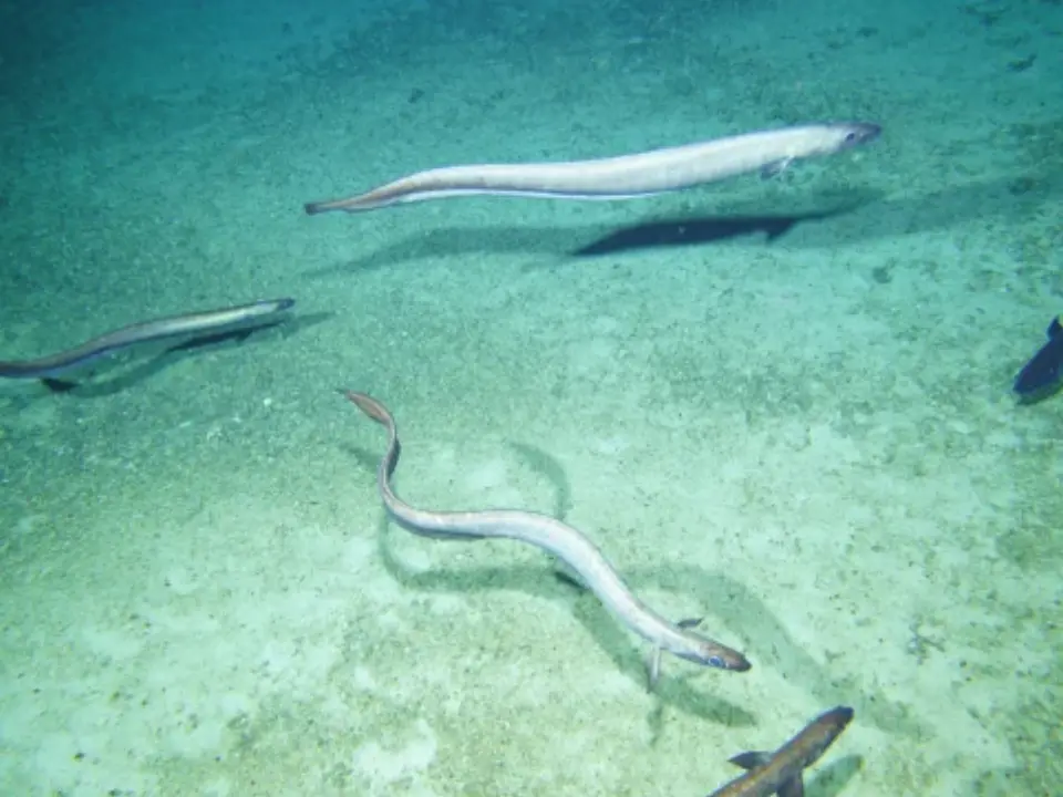 2.8 million eels gather near an Australian mountain every year. Here's why 2.8 million eels gather near an Australian mountain every year. Here's why