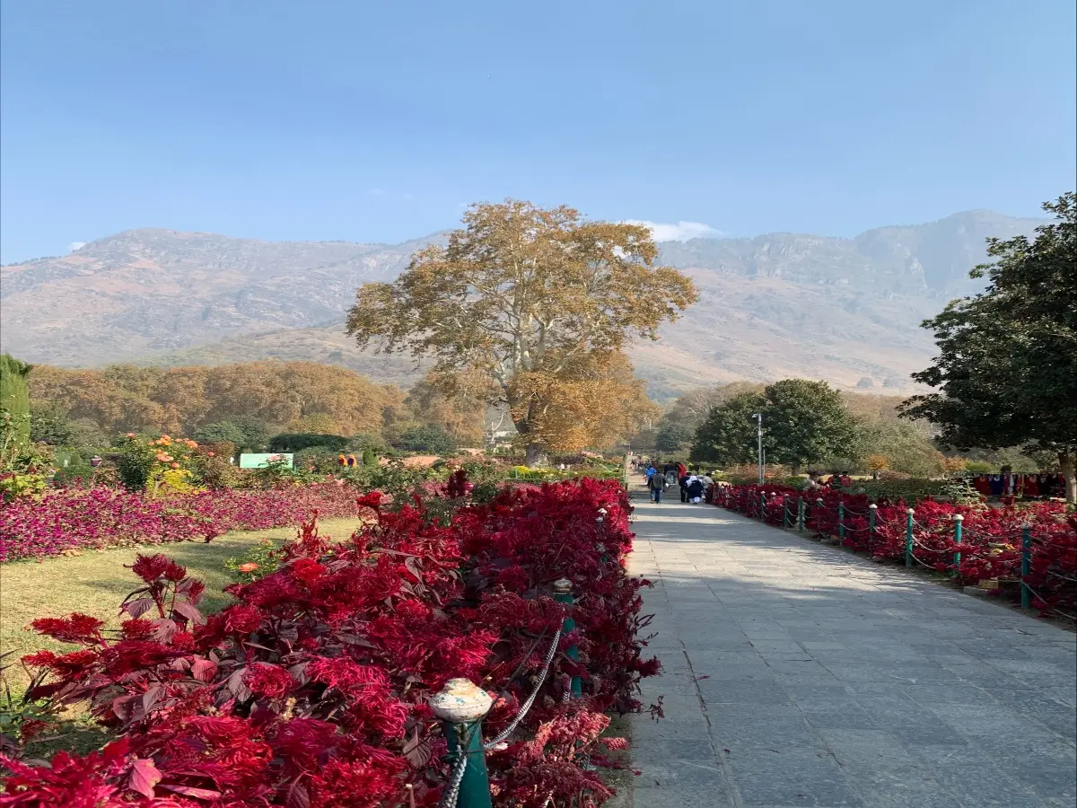 Kashmir turns into a living canvas of red and gold as autumn casts its magical spell Kashmir turns into a living canvas of red and gold as autumn casts its magical spell