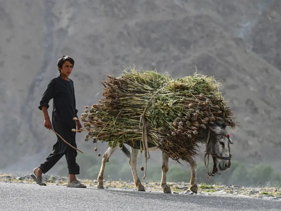 From hunger to heroin, Afghanistan’s opium crisis threatens the world again | Gravitas